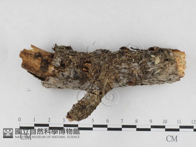 登錄號:F0027034藏品圖，第1張