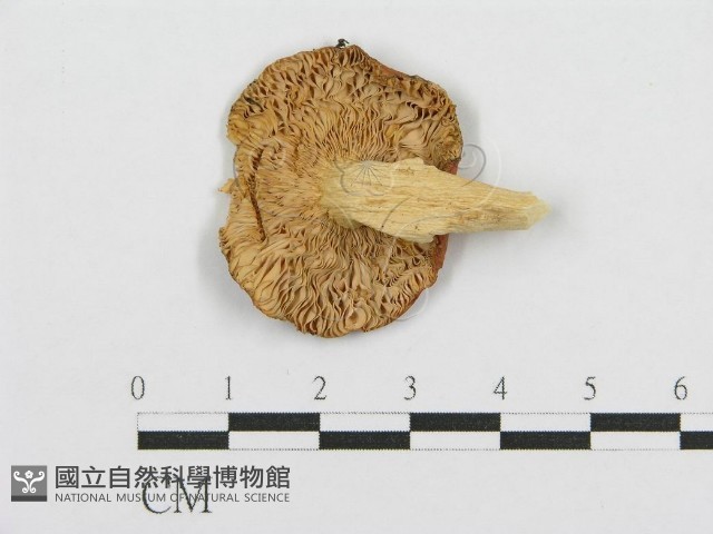 紅菇屬藏品圖，第3張