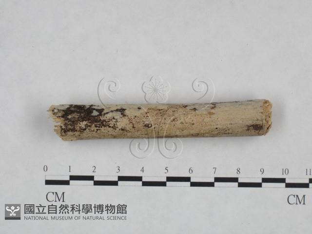 登錄號:F0025034藏品圖，第1張