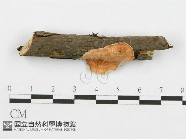 登錄號:F0005034藏品圖，第1張