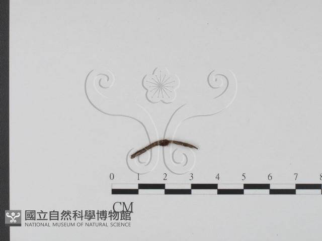 登錄號:F0015034藏品圖，第1張