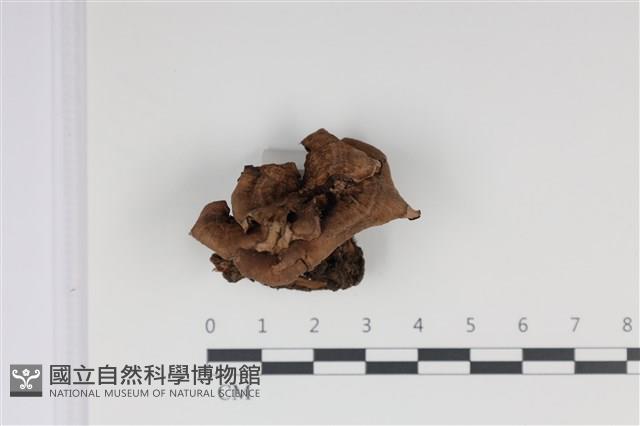 登錄號:F0035034藏品圖，第1張