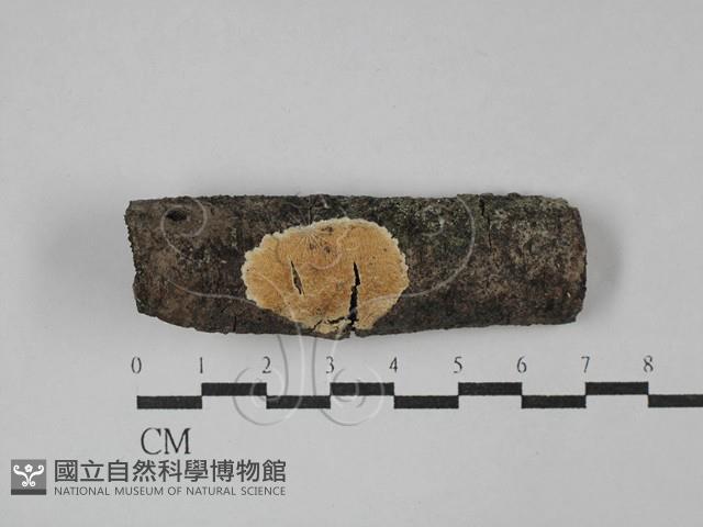 齒耳菌屬藏品圖，第1張