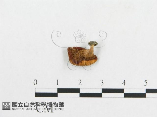 多孔菌屬藏品圖，第1張
