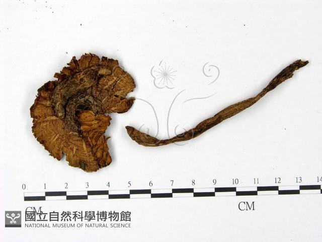 登錄號:F0023034藏品圖，第1張