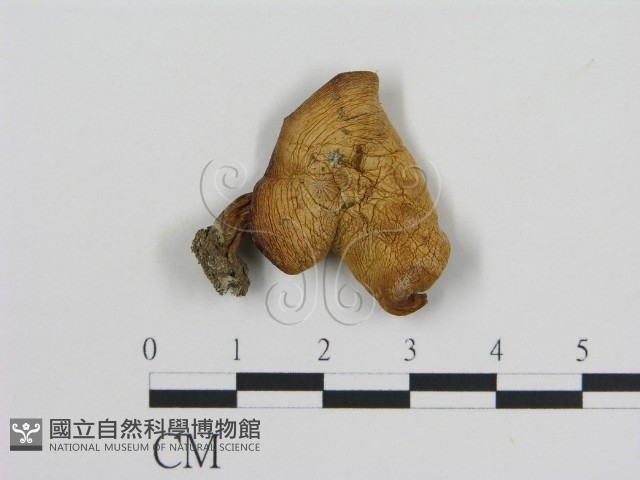登錄號:F0003034藏品圖，第1張