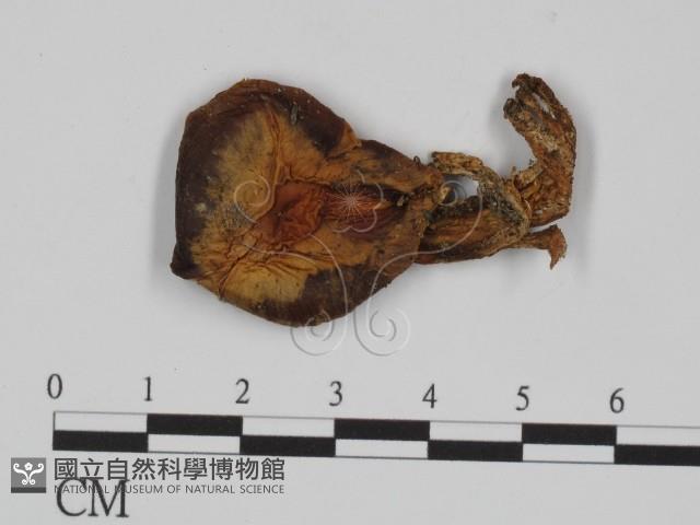 登錄號:F0013034藏品圖，第1張