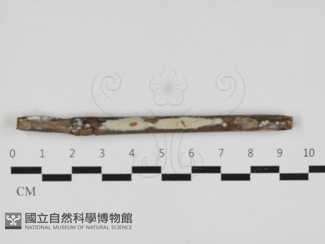 顯絲菌屬藏品圖，第1張