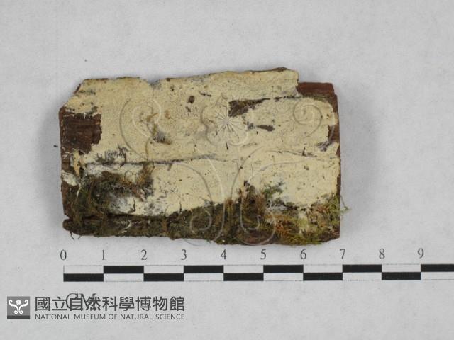 登錄號:F0028334藏品圖，第1張