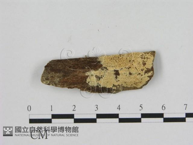 登錄號:F0008334藏品圖，第1張