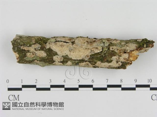 刺皮菌屬藏品圖，第1張