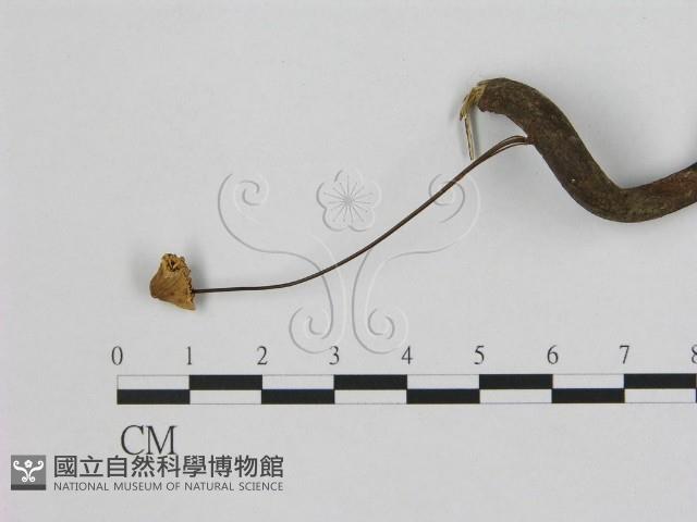 登錄號:F0000334藏品圖，第1張