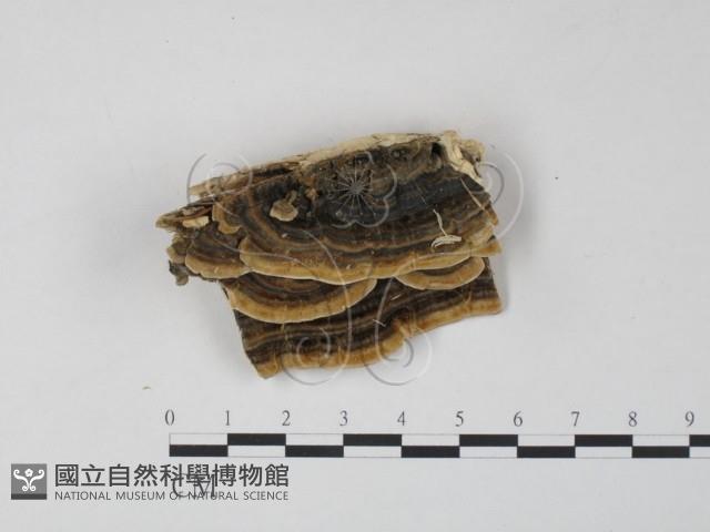 雲芝藏品圖，第1張