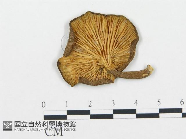 杯傘屬藏品圖，第1張