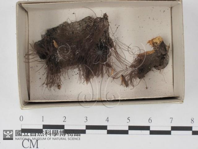 登錄號:F0021334藏品圖，第1張
