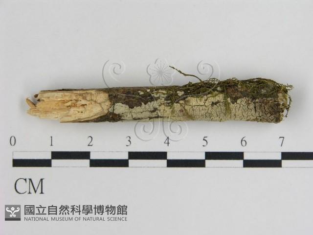 登錄號:F0001334藏品圖，第1張
