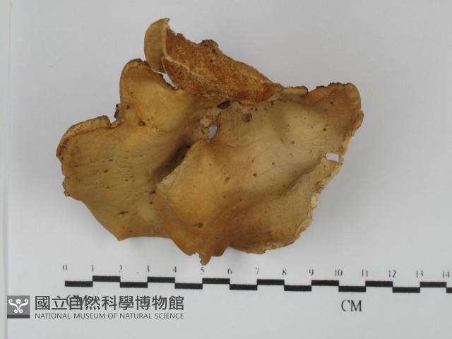 多孔菌屬藏品圖，第1張