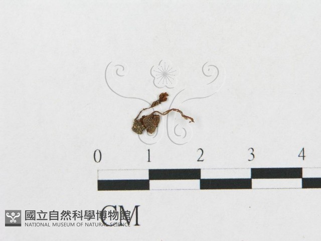 登錄號:F0014334藏品圖，第1張