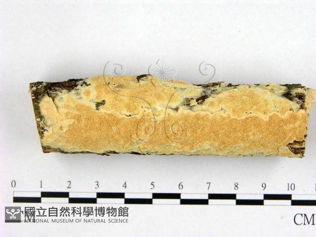 登錄號:F0022334藏品圖，第1張