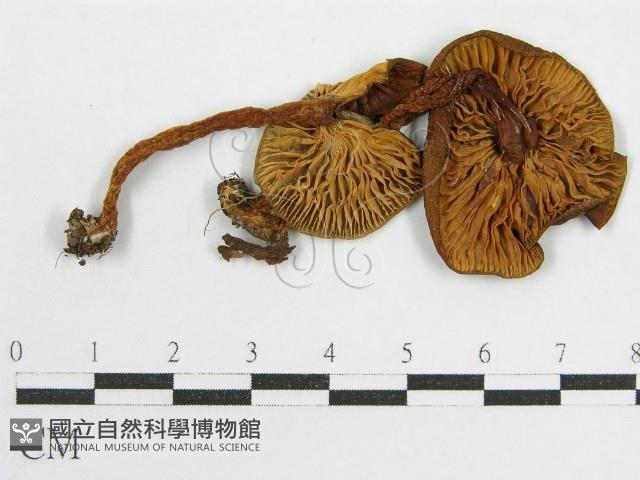 粉褶菌屬藏品圖，第1張