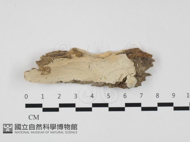 登錄號:F0032334藏品圖，第1張