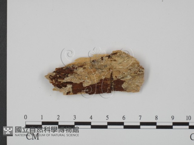 登錄號:F0007334藏品圖，第1張