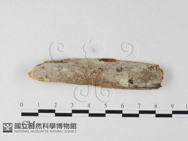 登錄號:F0025334藏品圖，第1張