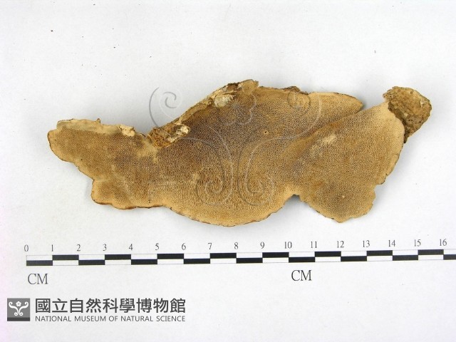 登錄號:F0005334藏品圖，第1張