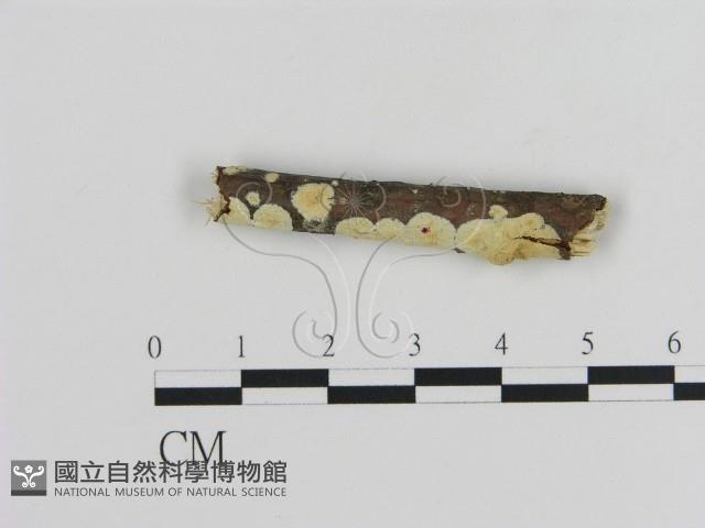 登錄號:F0015334藏品圖，第1張