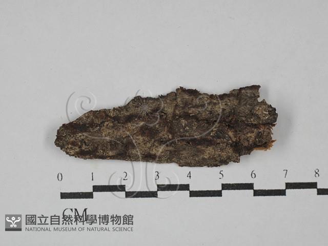 花耳屬藏品圖，第1張