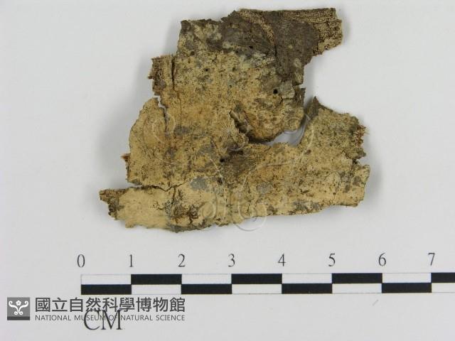 登錄號:F0009334藏品圖，第1張