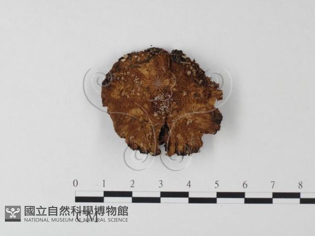 登錄號:F0023334藏品圖，第1張