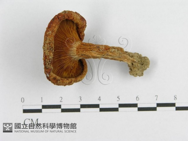 登錄號:F0003334藏品圖，第3張