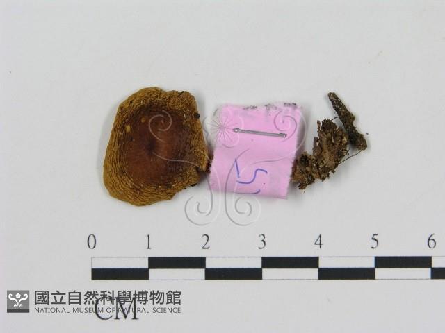 登錄號:F0013334藏品圖，第1張