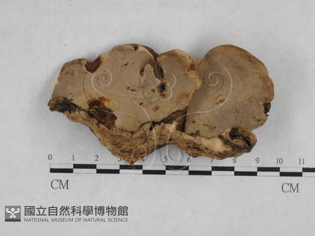 多年臥孔菌屬藏品圖，第1張