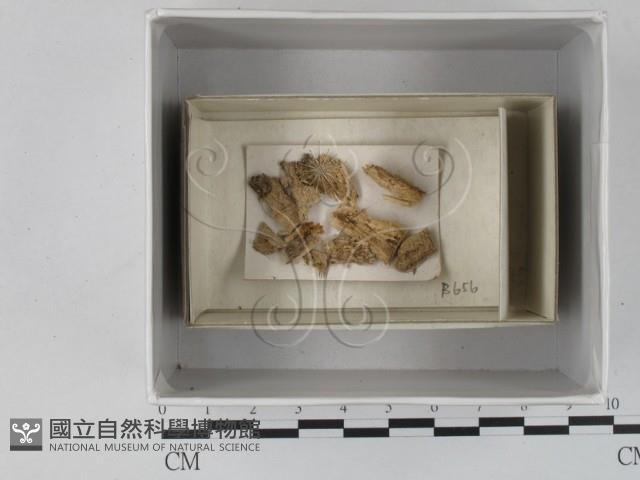 館號:F0018274藏品圖，第1張
