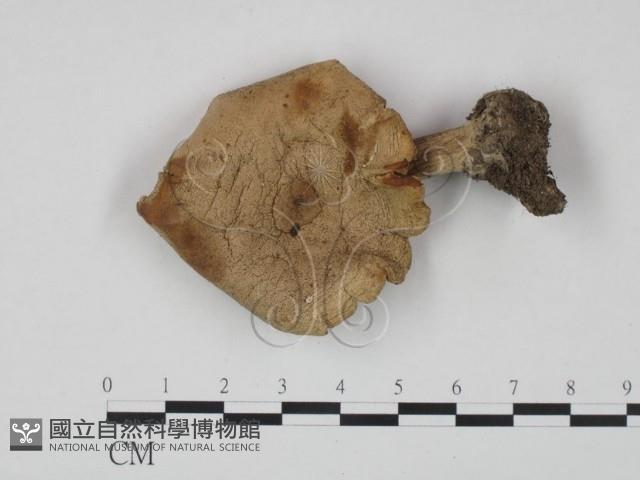 登錄號:F0020274藏品圖，第1張