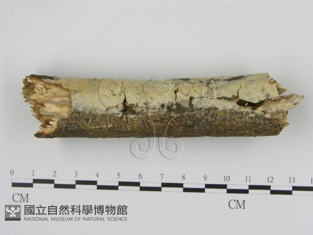 剛毛絲皮菌藏品圖，第1張