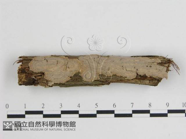 登錄號:F0010274藏品圖，第1張