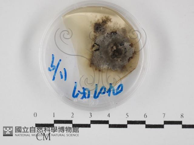 登錄號:F0030274藏品圖，第1張