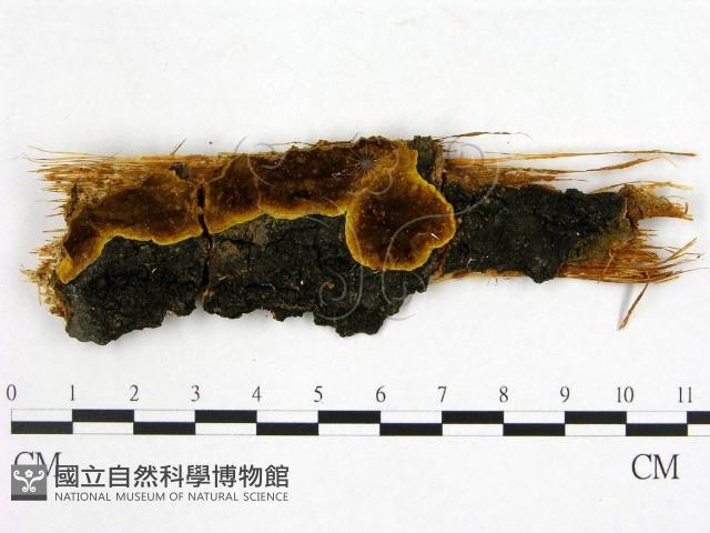 登錄號:F0006274藏品圖，第1張