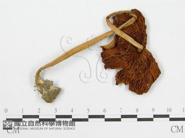 登錄號:F0016274藏品圖，第1張