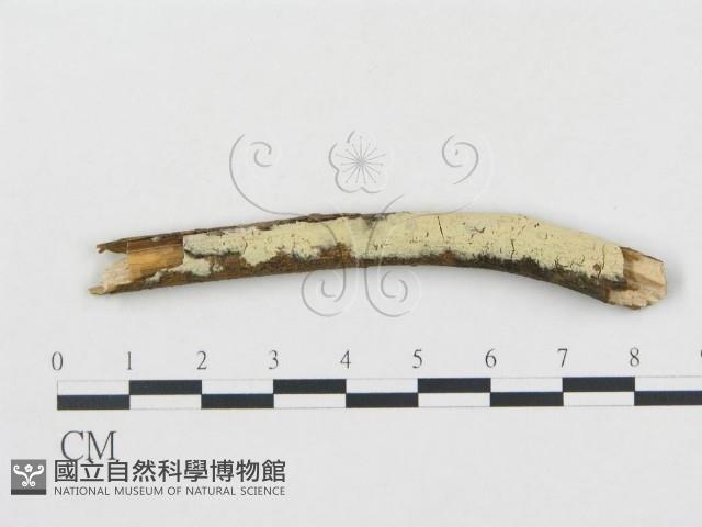 登錄號:F0001274藏品圖，第1張