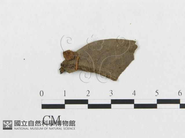 登錄號:F0011274藏品圖，第1張