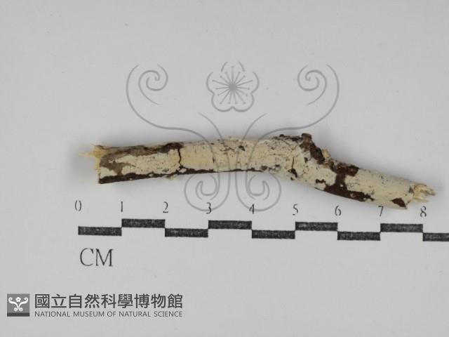 擬射脈菌屬藏品圖，第1張