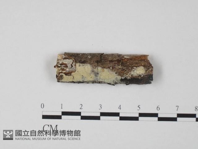 齒耳菌屬藏品圖，第1張