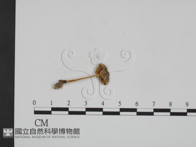 登錄號:F0014274藏品圖，第1張