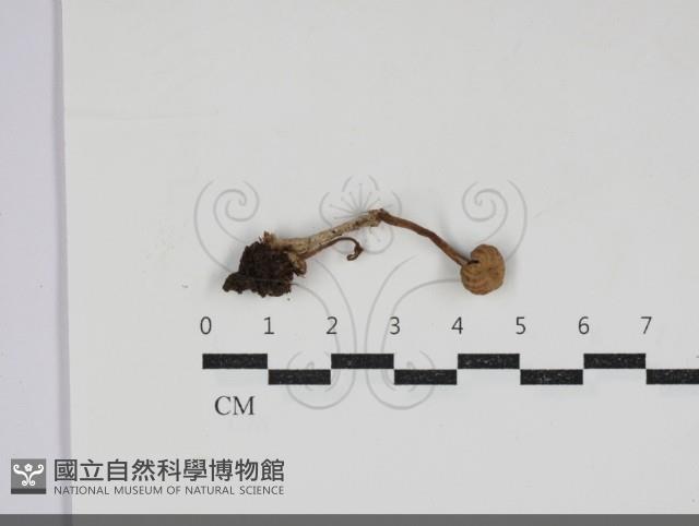登錄號:F0034274藏品圖，第1張