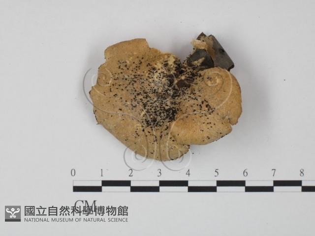 登錄號:F0022274藏品圖，第1張