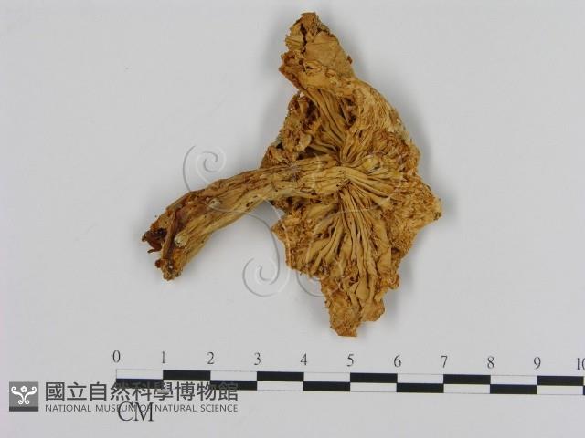 濕傘屬藏品圖，第1張